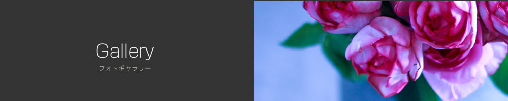 フォトギャラリー
